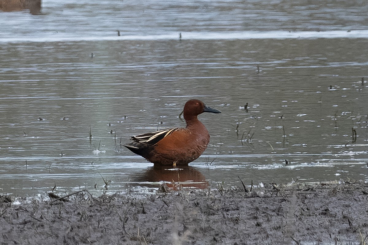 Cinnamon Teal - ML634171091