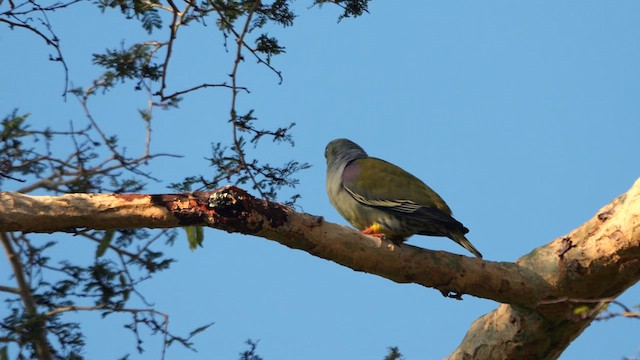 African Green-Pigeon (Gray-breasted) - ML634171423