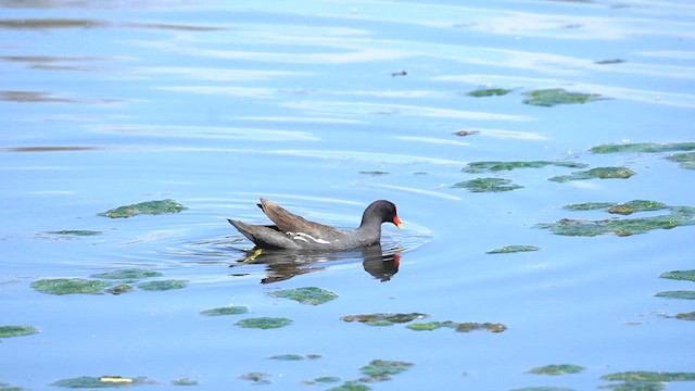 Курочка латиноамериканська - ML634171502