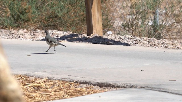 Gambel's Quail - ML634171583