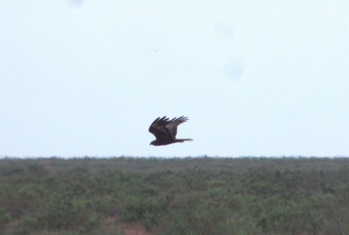 Western Marsh Harrier - ML634171618
