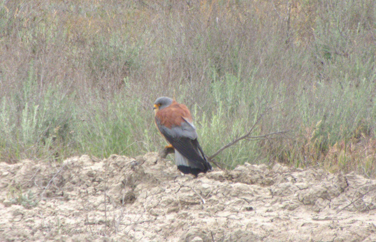 Lesser Kestrel - ML634171630