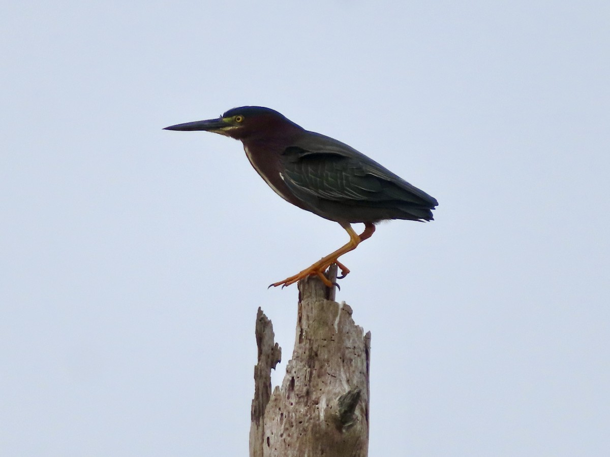 Green Heron - ML634171649