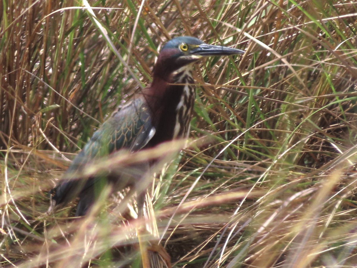 Green Heron - ML634171650