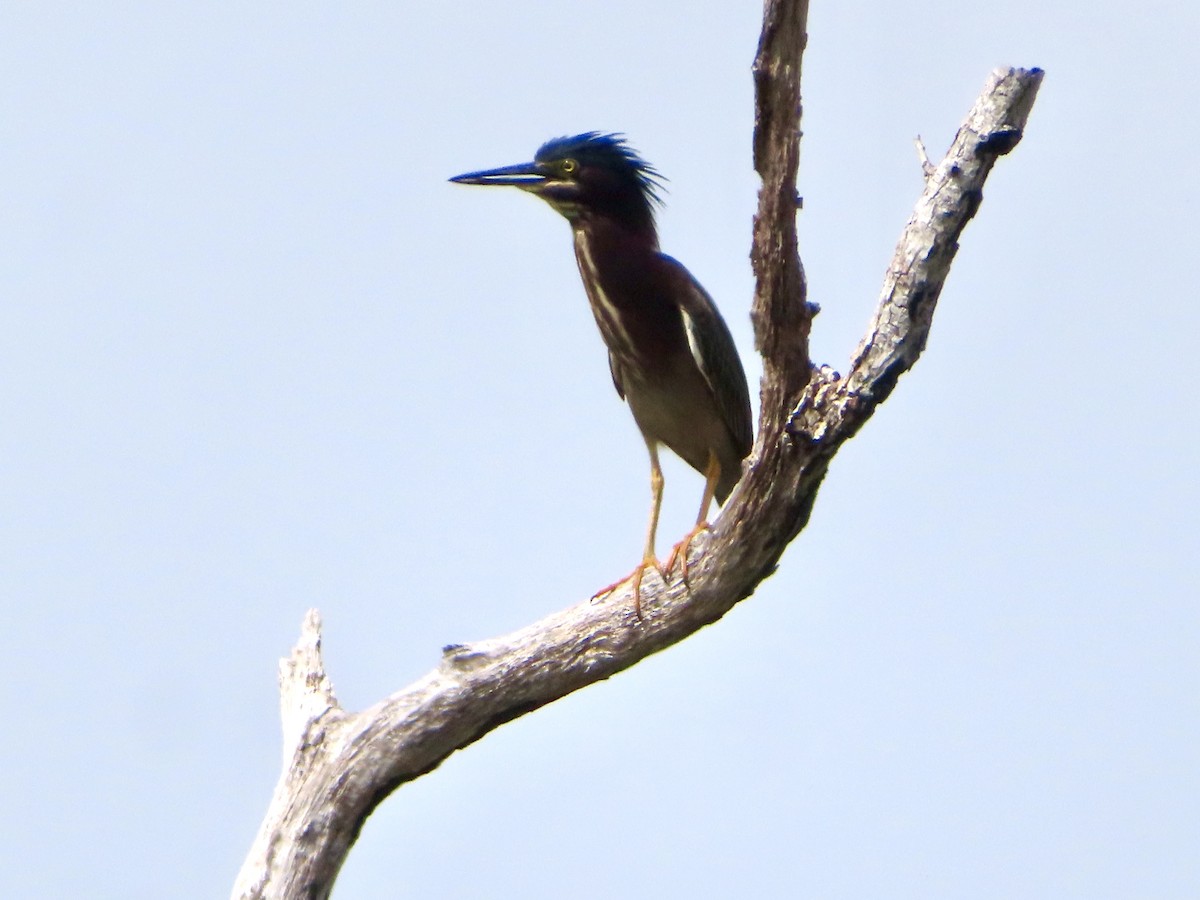 Green Heron - ML634171652