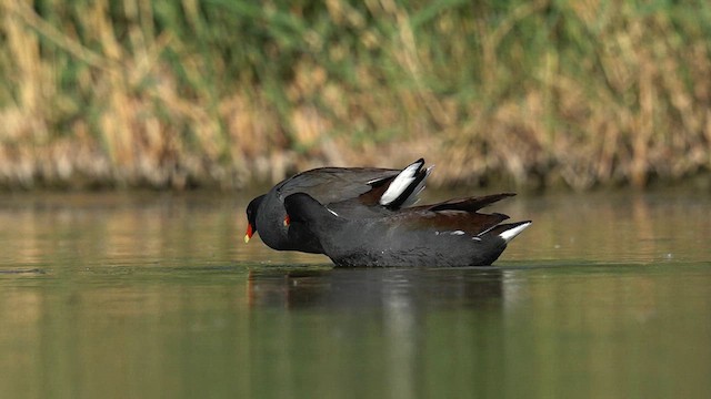 Курочка латиноамериканська - ML634171674