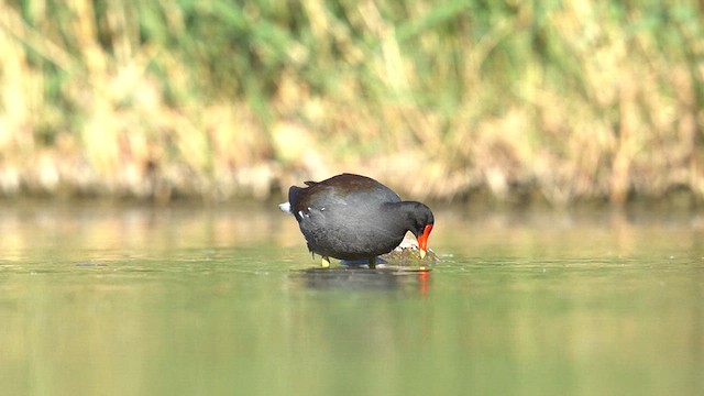 Курочка латиноамериканська - ML634171677