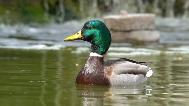 Крижень звичайний - ML634171715