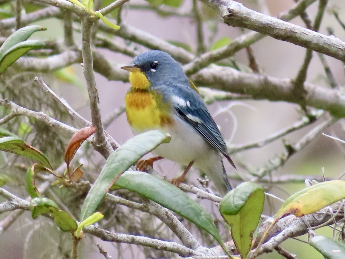 Northern Parula - ML634171783