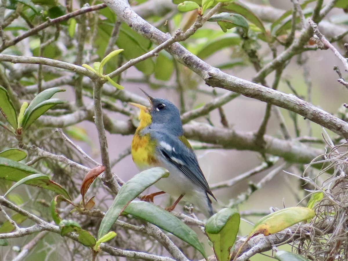 Northern Parula - ML634171784
