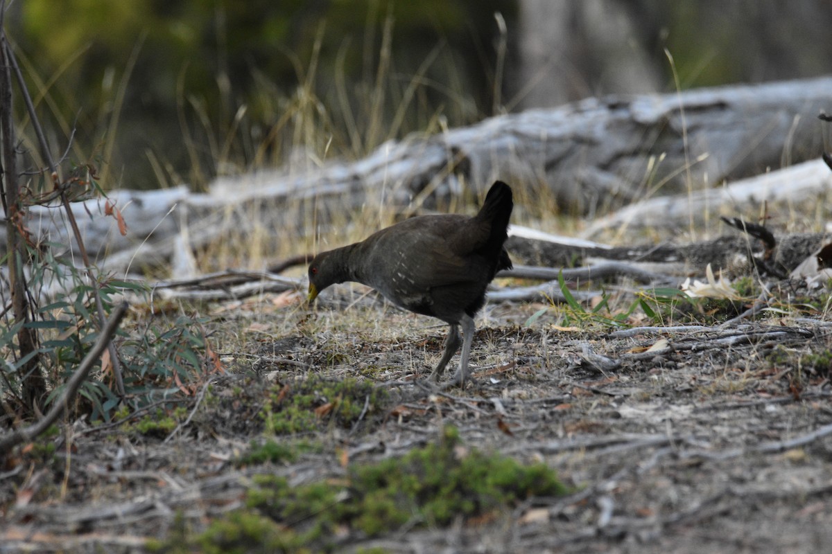 Tasmanian Nativehen - ML634172003