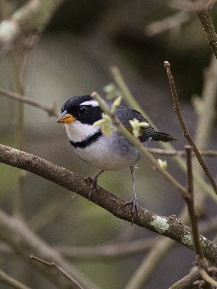 Saffron-billed Sparrow (Saffron-billed) - ML634172037