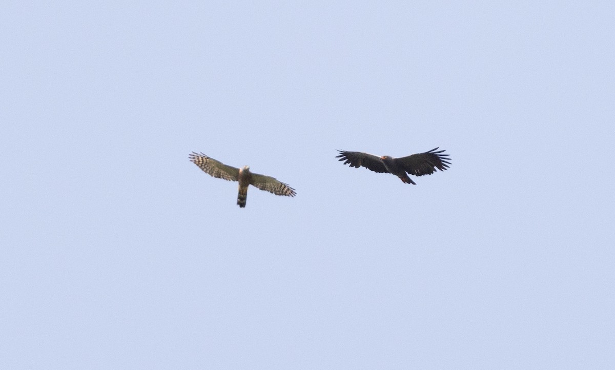 Slender-billed Kite - ML634172107