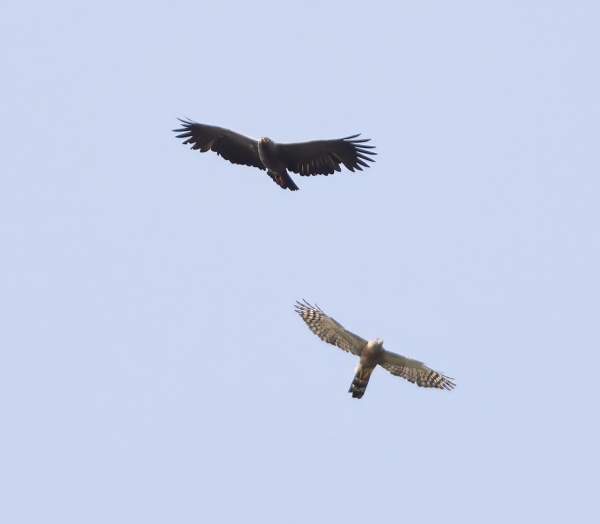 Slender-billed Kite - ML634172110