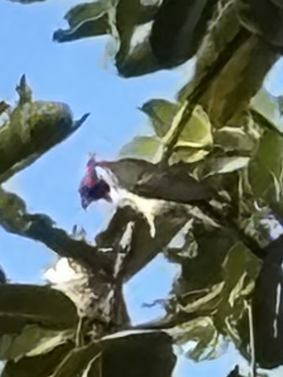 Red-crested Cardinal - ML634172120