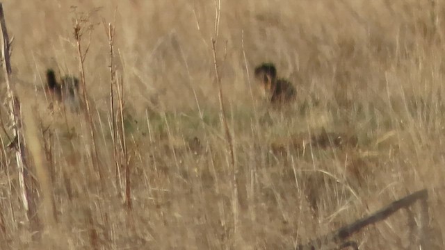 Präriehuhn - ML634172162