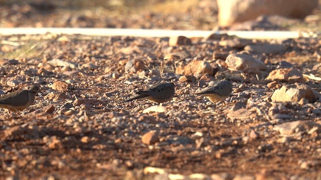 Mourning Dove - ML634172227