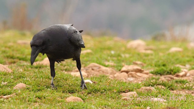 Common Raven - ML634172256