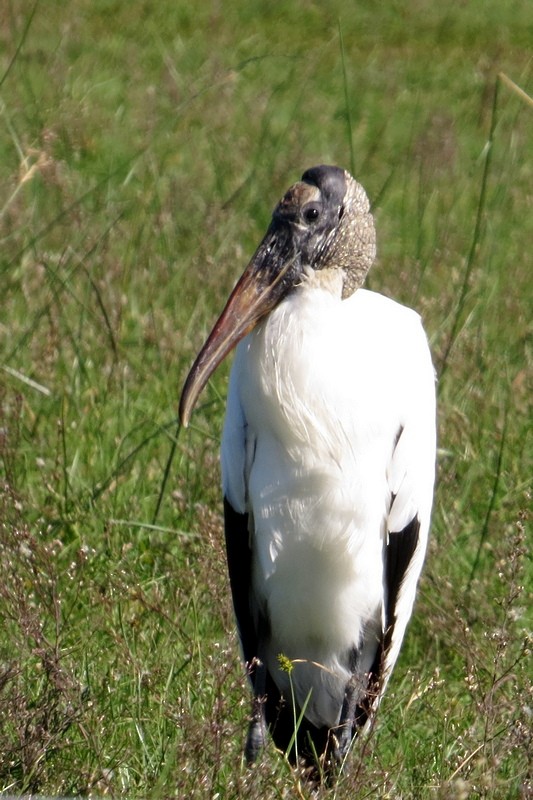 Wood Stork - ML634172264