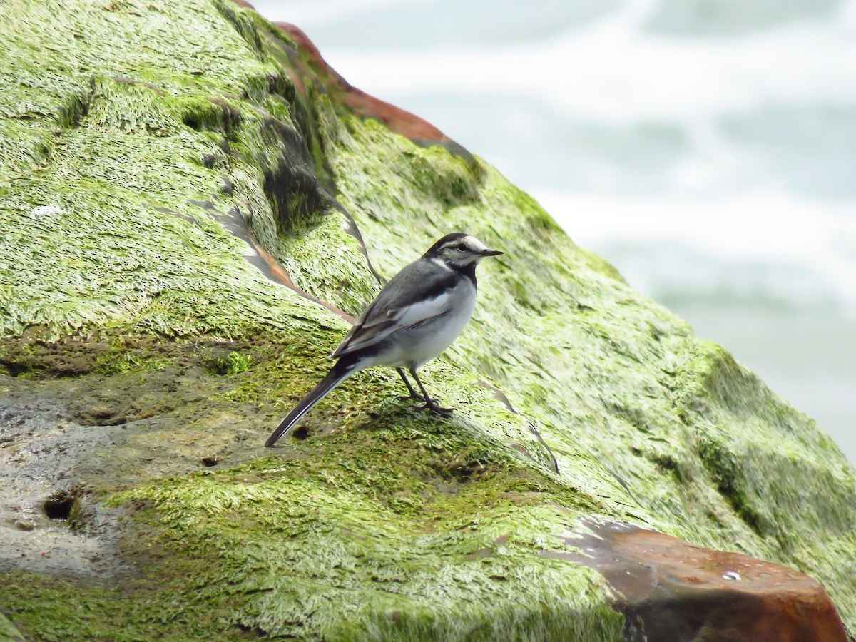 White Wagtail - ML634172284