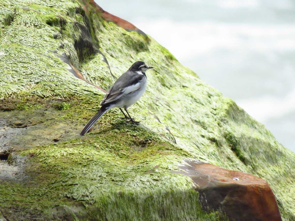 White Wagtail - ML634172287