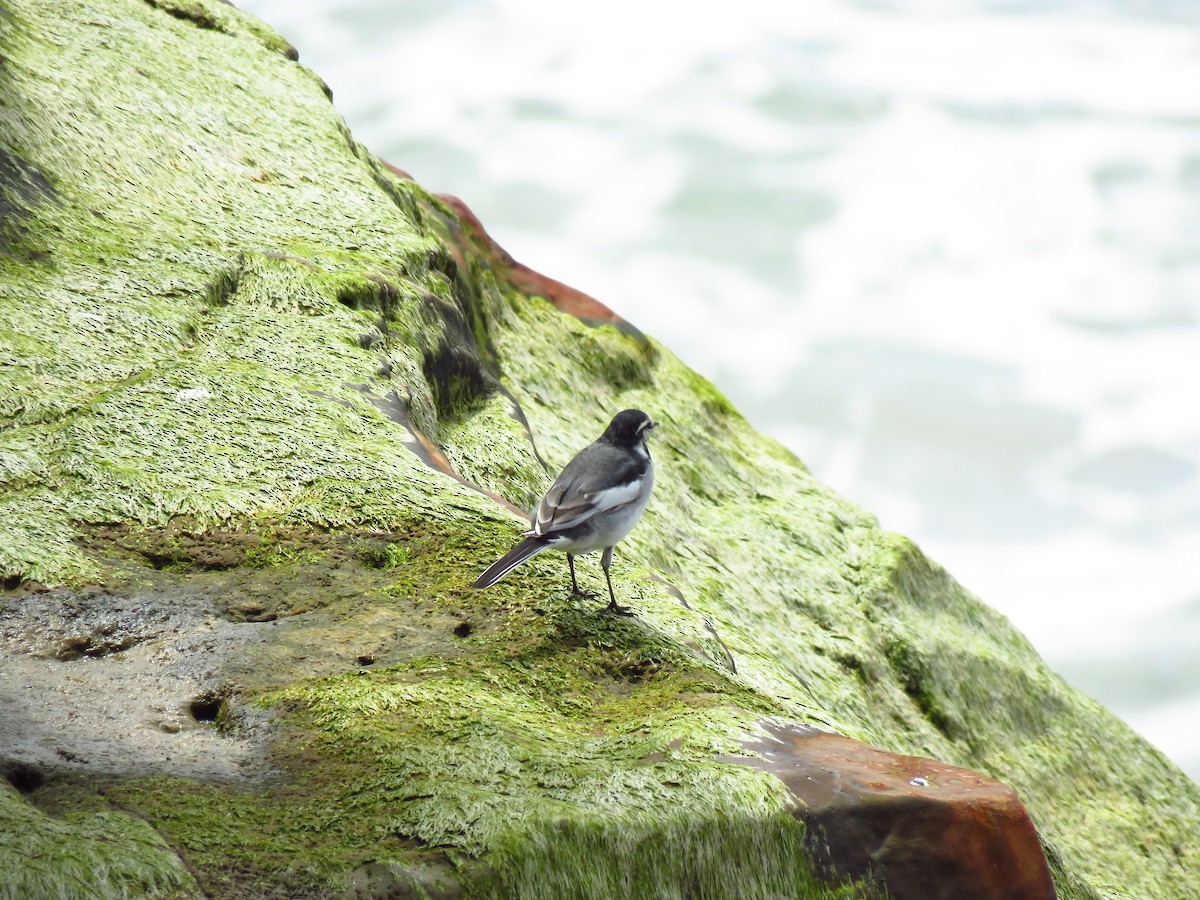 White Wagtail - ML634172288