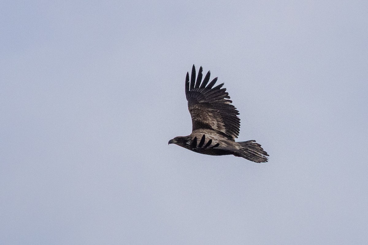 Bald Eagle - ML634172316