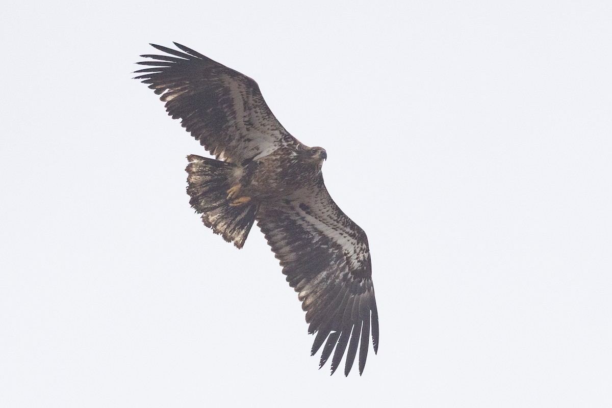 Bald Eagle - ML634172341