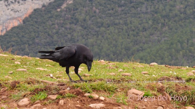 Common Raven - ML634172435