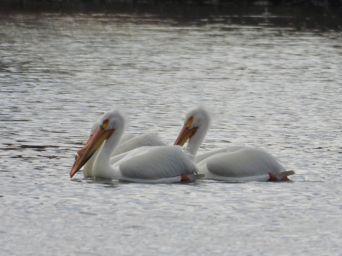 American White Pelican - ML634172475