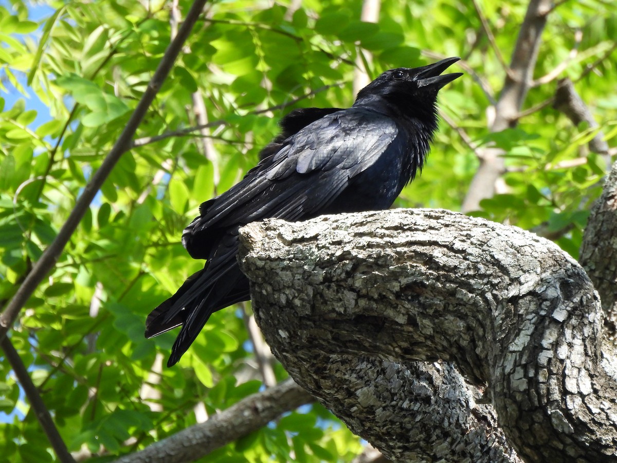 Fish Crow - ML634172560