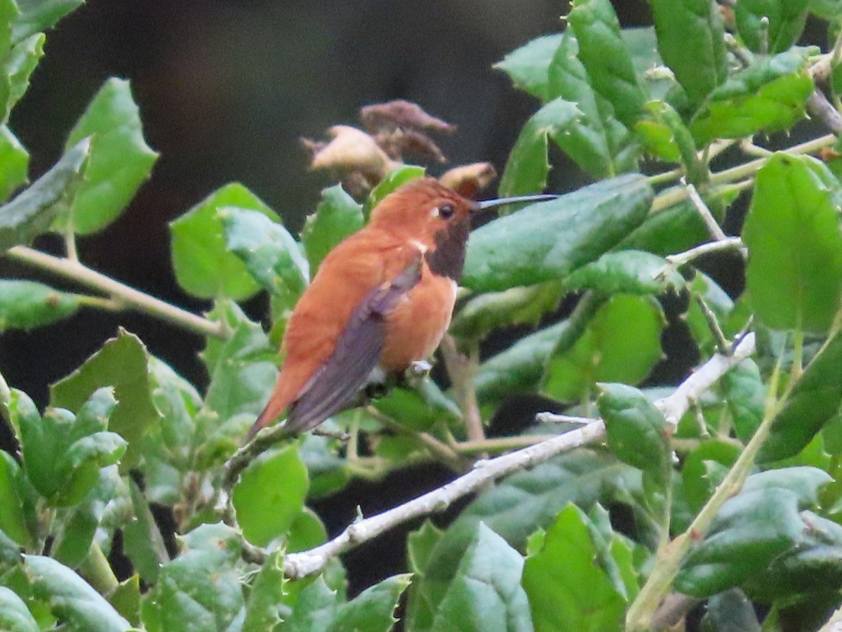 Rufous Hummingbird - ML634172646