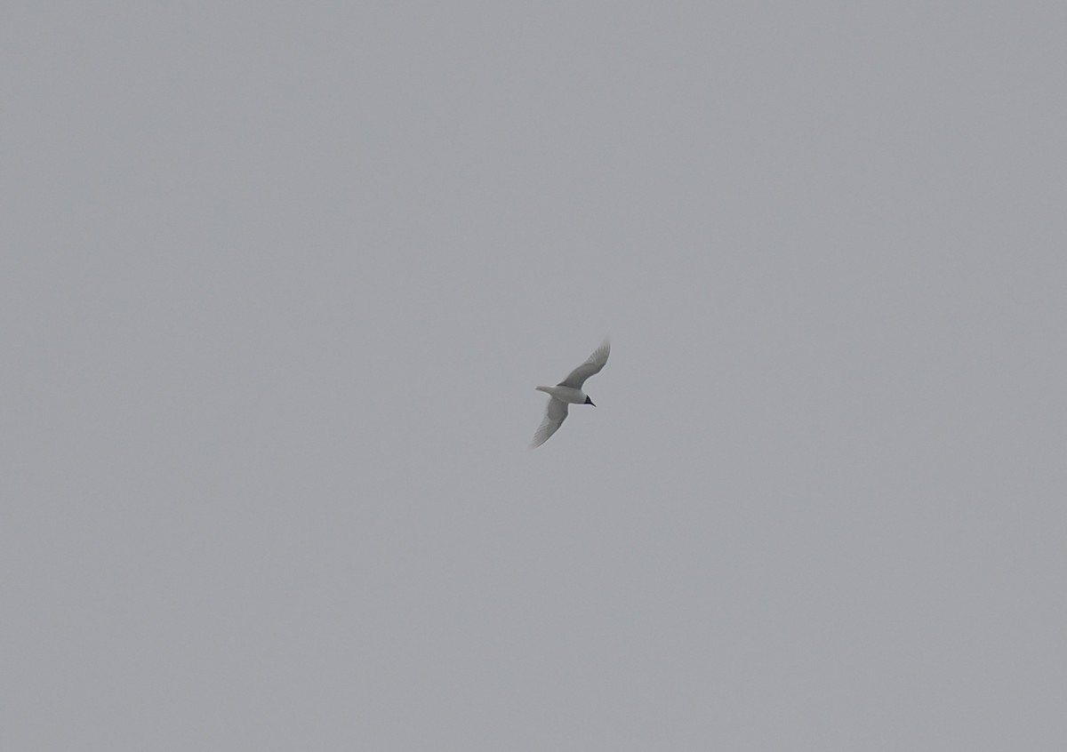 Mediterranean Gull - ML634172674