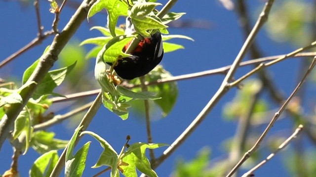 Painted Redstart - ML634172703