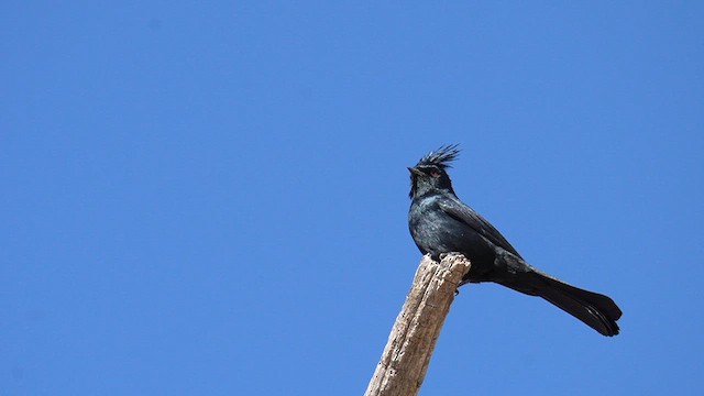 Phainopepla - ML634172842