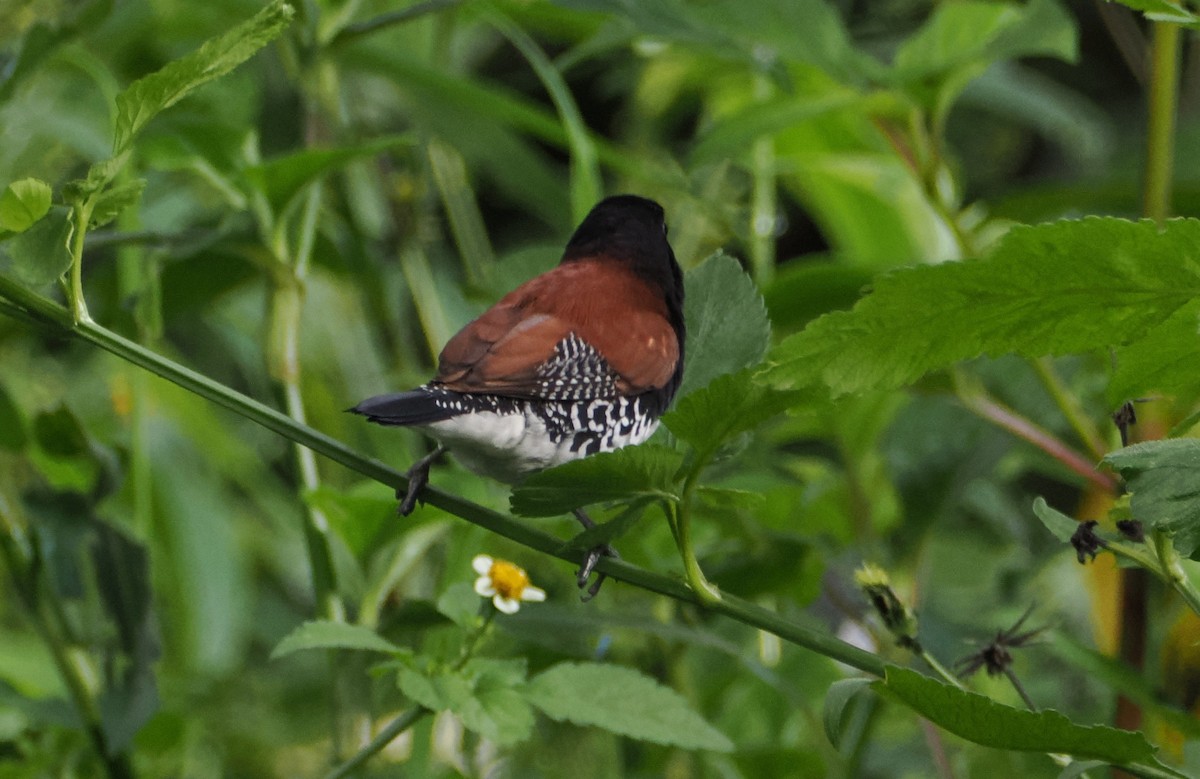 Black-and-white Mannikin (Red-backed) - ML634172845