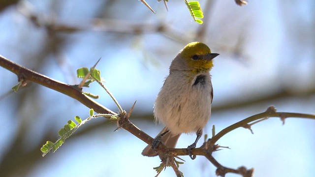 Verdin - ML634172849