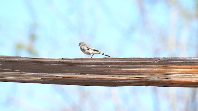 Gray Flycatcher - ML634172861
