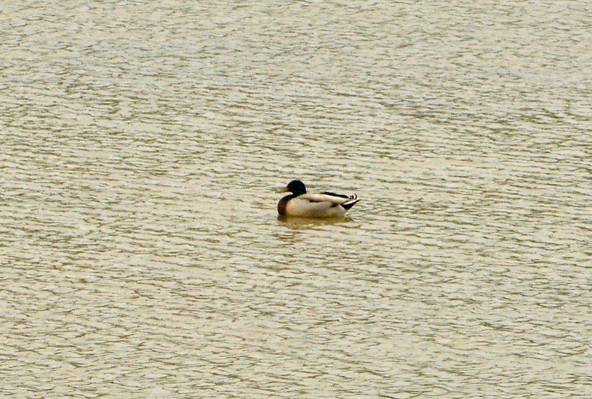 Mallard - ML634172862