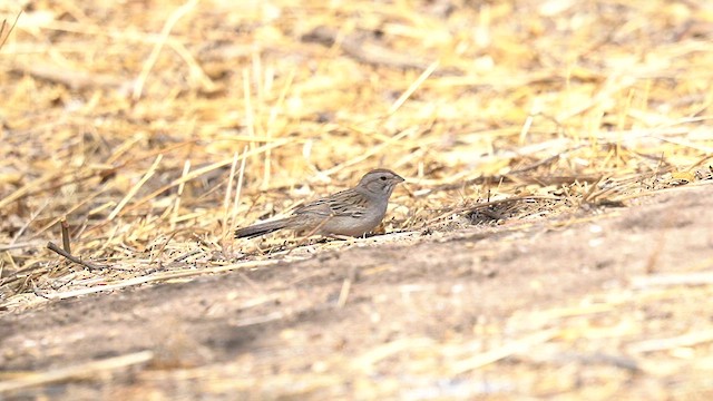 Rufous-winged Sparrow - ML634172874