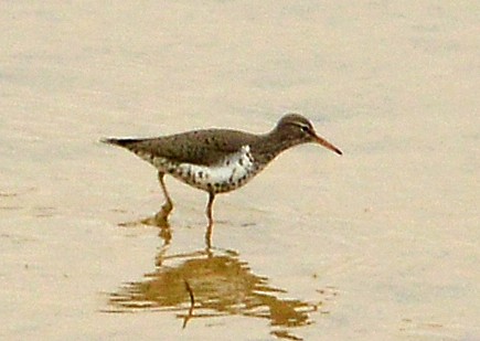 Spotted Sandpiper - ML634172875