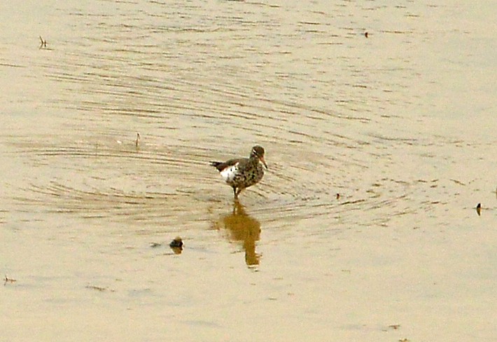 Spotted Sandpiper - ML634172876