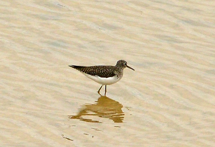 Solitary Sandpiper - ML634172880