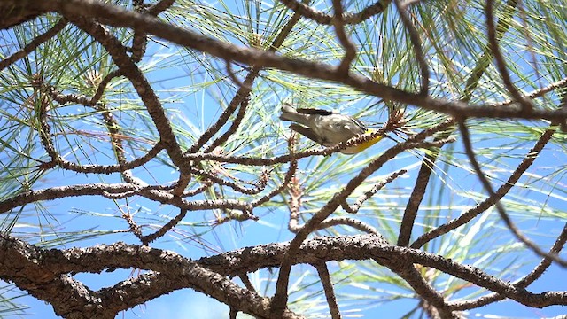 Grace's Warbler - ML634172897