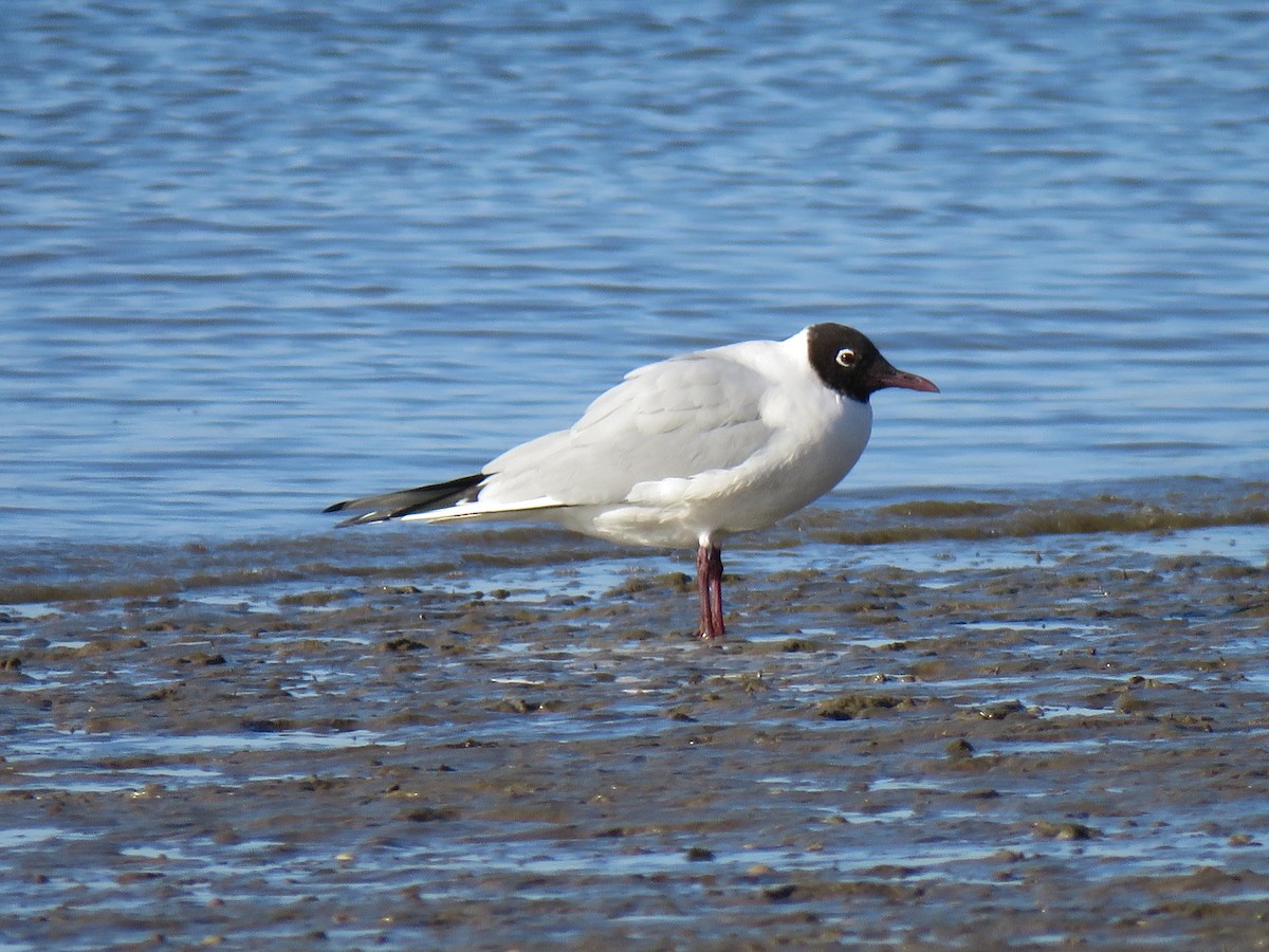 Black-headed Gull - ML634172904