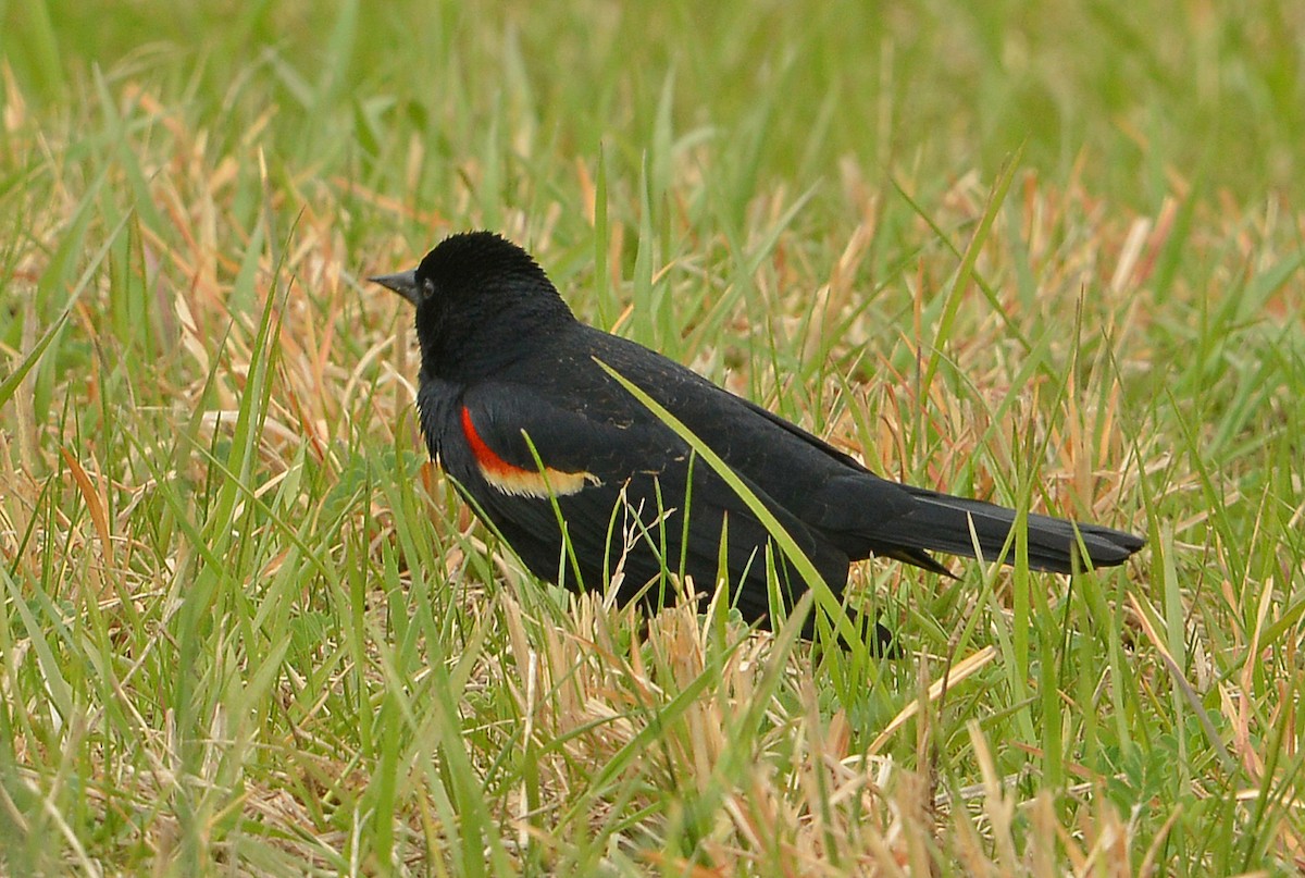 Red-winged Blackbird - ML634172918