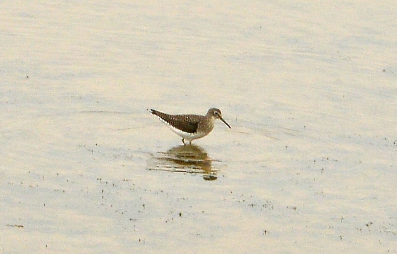 Lesser Yellowlegs - ML634172972