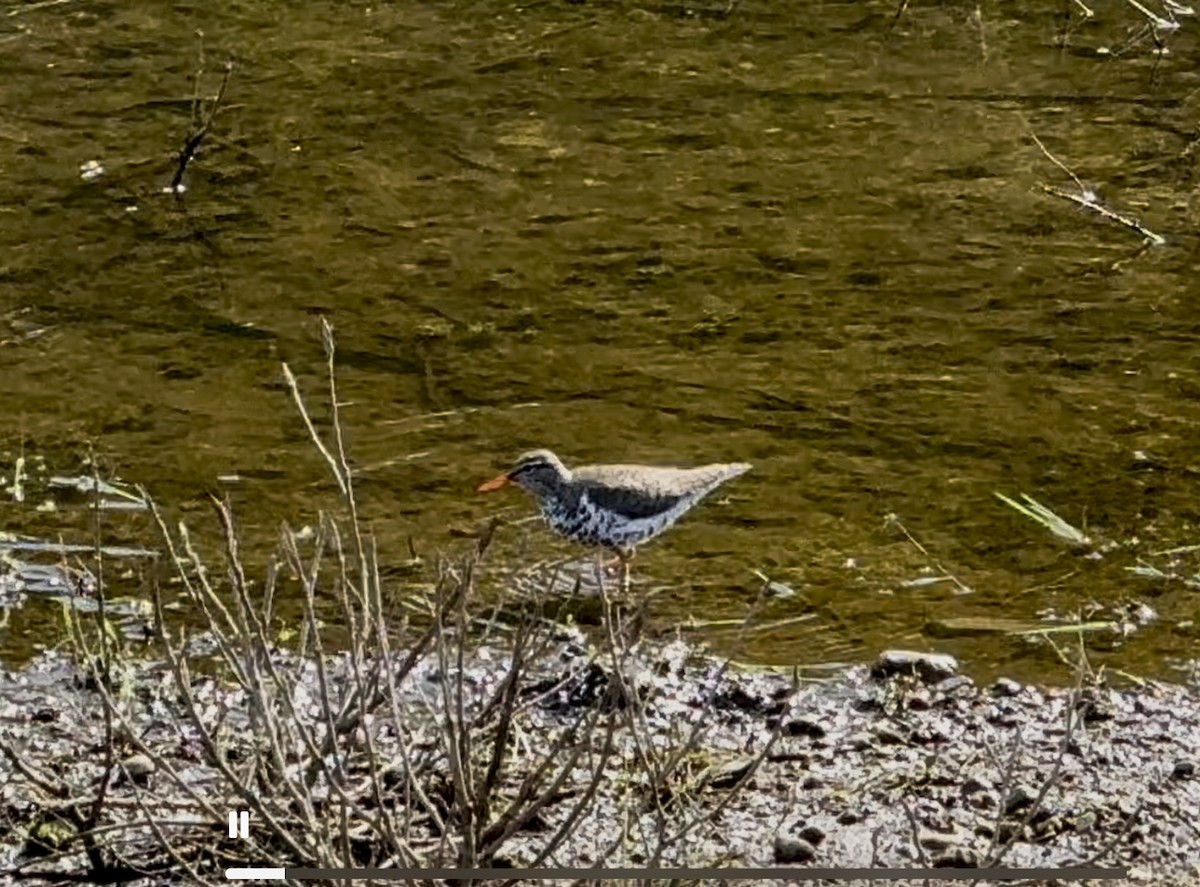 Spotted Sandpiper - ML634172996