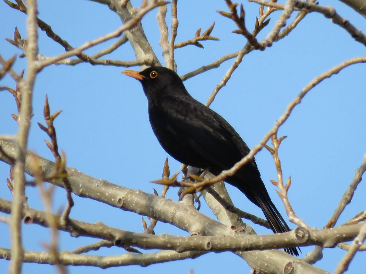 Eurasian Blackbird - ML634173086