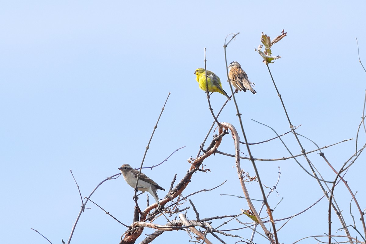 Yellow-throated Bush Sparrow - ML634173226